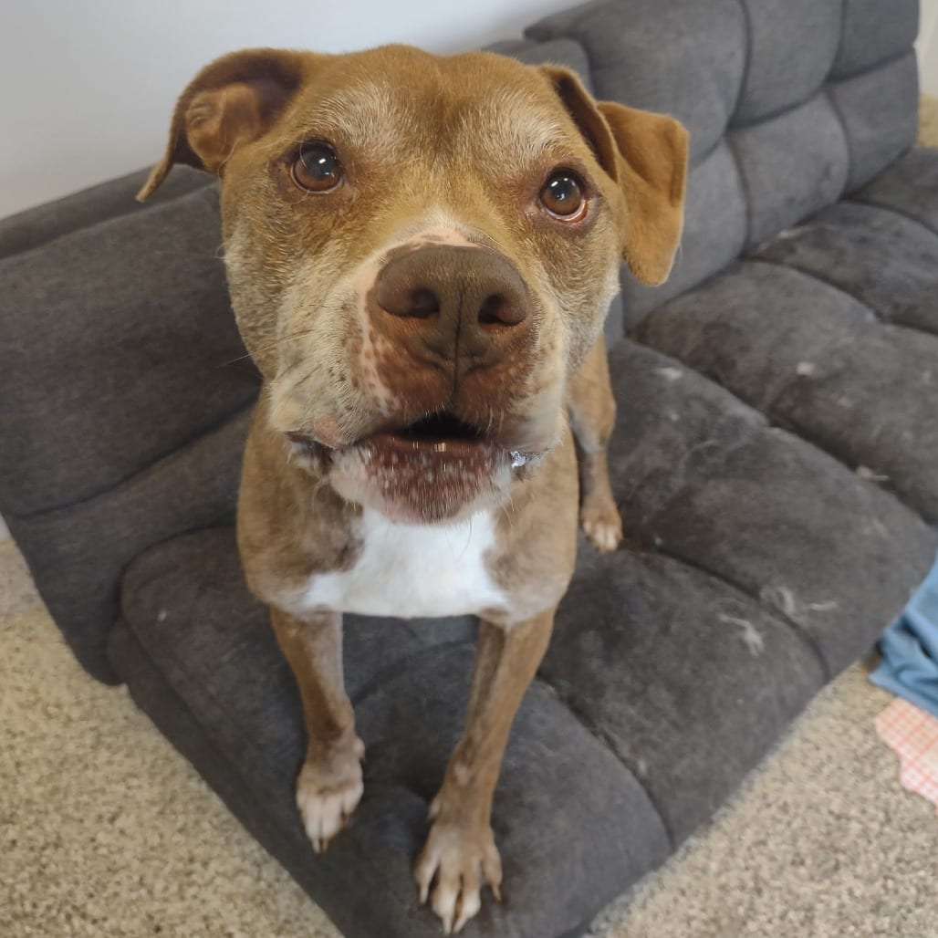 Photo of Haze, adoptable Terrier, Pit Bull in Middletown, New York