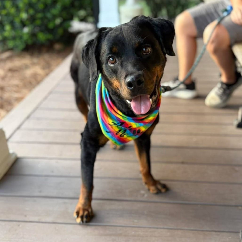 Photo of Leigh, adoptable Rottweiler in Raleigh area, North Carolina