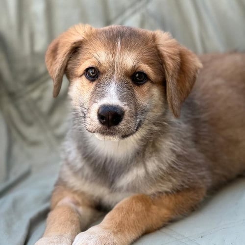 Photo of Napoleon Dynamite Pup - Heder, adoptable Labrador Retriever in San Diego, California