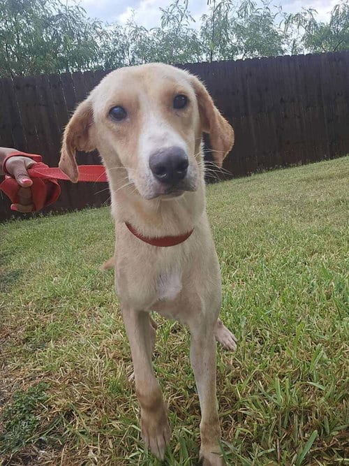 Photo of Lucy (TX), adoptable Labrador Retriever in New York, New York