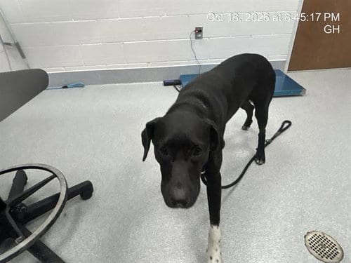 Photo of A392380, adoptable German Shorthaired Pointer in Ocala, Florida