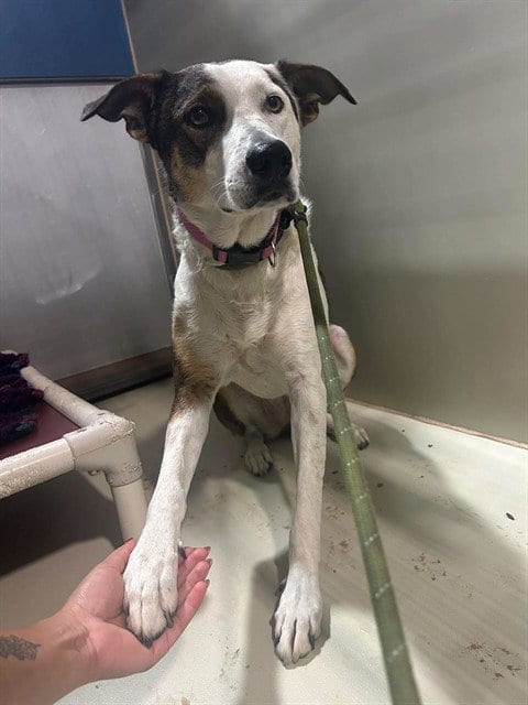 Photo of Lilly, adoptable Border Collie in Bakersfield, California