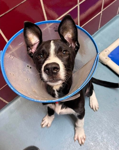 Photo of Pooky, adoptable Border Collie in Sedalia, Colorado