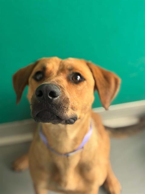 Photo of Hallo, adoptable Labrador Retriever in Visalia, California