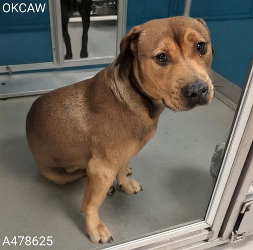 Photo of A478625, adoptable Pit Bull Terrier in Oklahoma City, Oklahoma
