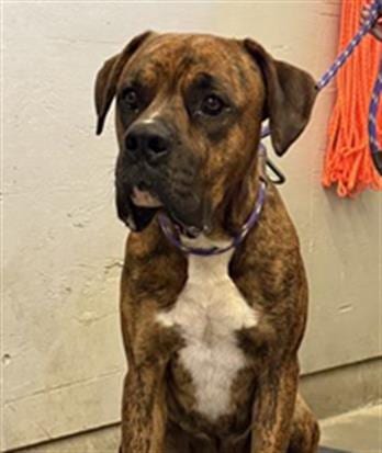 Photo of Clark, adoptable Boxer in Camarillo, California
