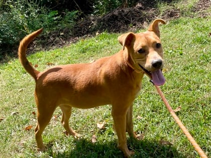 Photo of Ernie - IN FOSTER, adoptable dog in Chamblee, Georgia