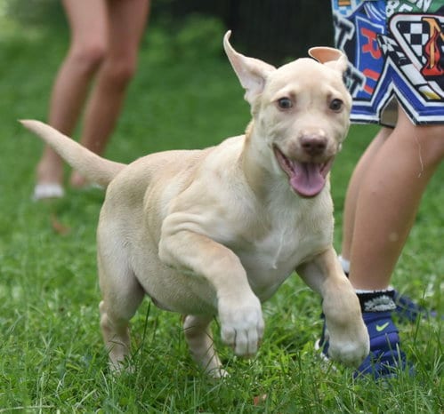 Photo of Violet, adoptable Labrador Retriever in Mechanicsburg, Pennsylvania
