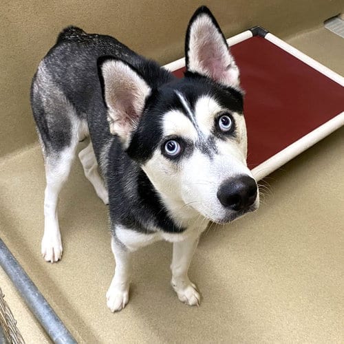 Photo of King, adoptable Siberian Husky in Roswell, Georgia