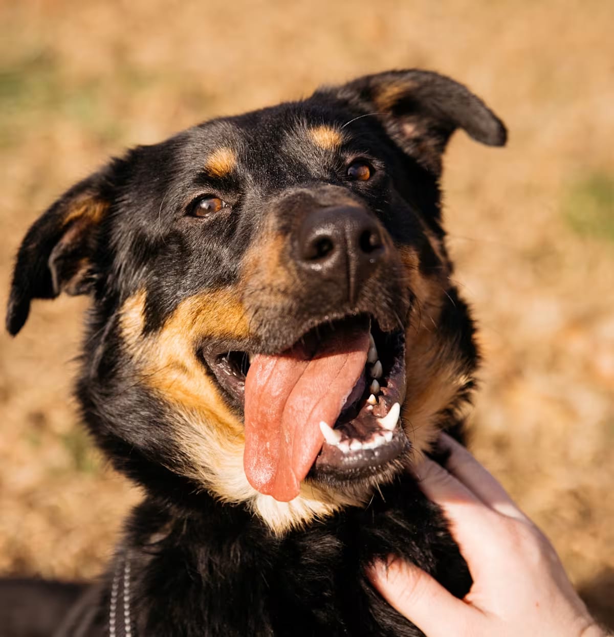 Photo of Mickey, adoptable Shepherd (Unknown Type) in HARRISON, Arkansas