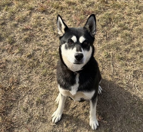 Photo of Daisy, adoptable Siberian Husky in Riverside, California