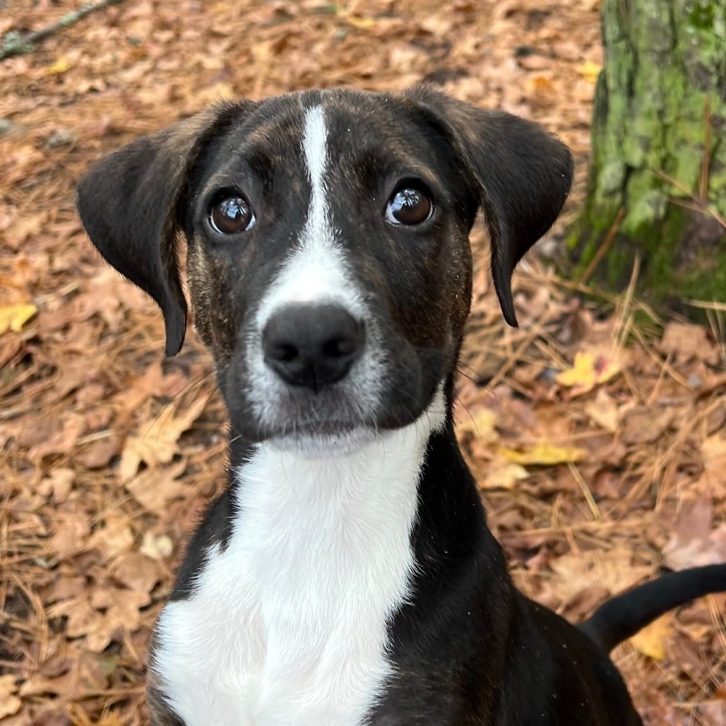 Photo of Krissy, adoptable Mixed Breed (Medium) in Summerville, South Carolina
