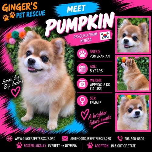 Photo of Pumpkin From Korea, adoptable Pomeranian in Federal Way, Washington