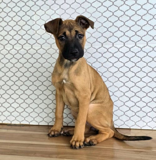 Photo of Felicity, adoptable German Shepherd Dog in Sedalia, Colorado
