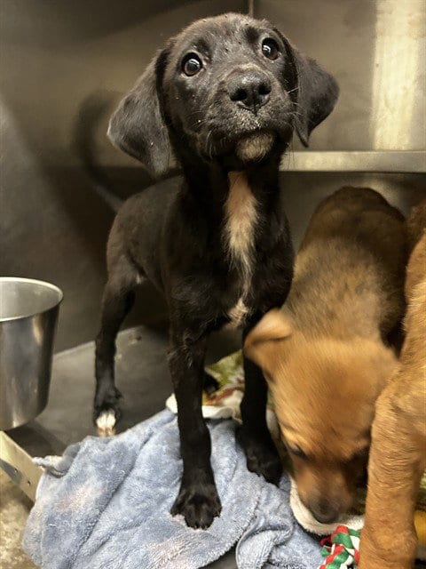 Photo of Virginia Woof, adoptable Labrador Retriever in Waco, Texas