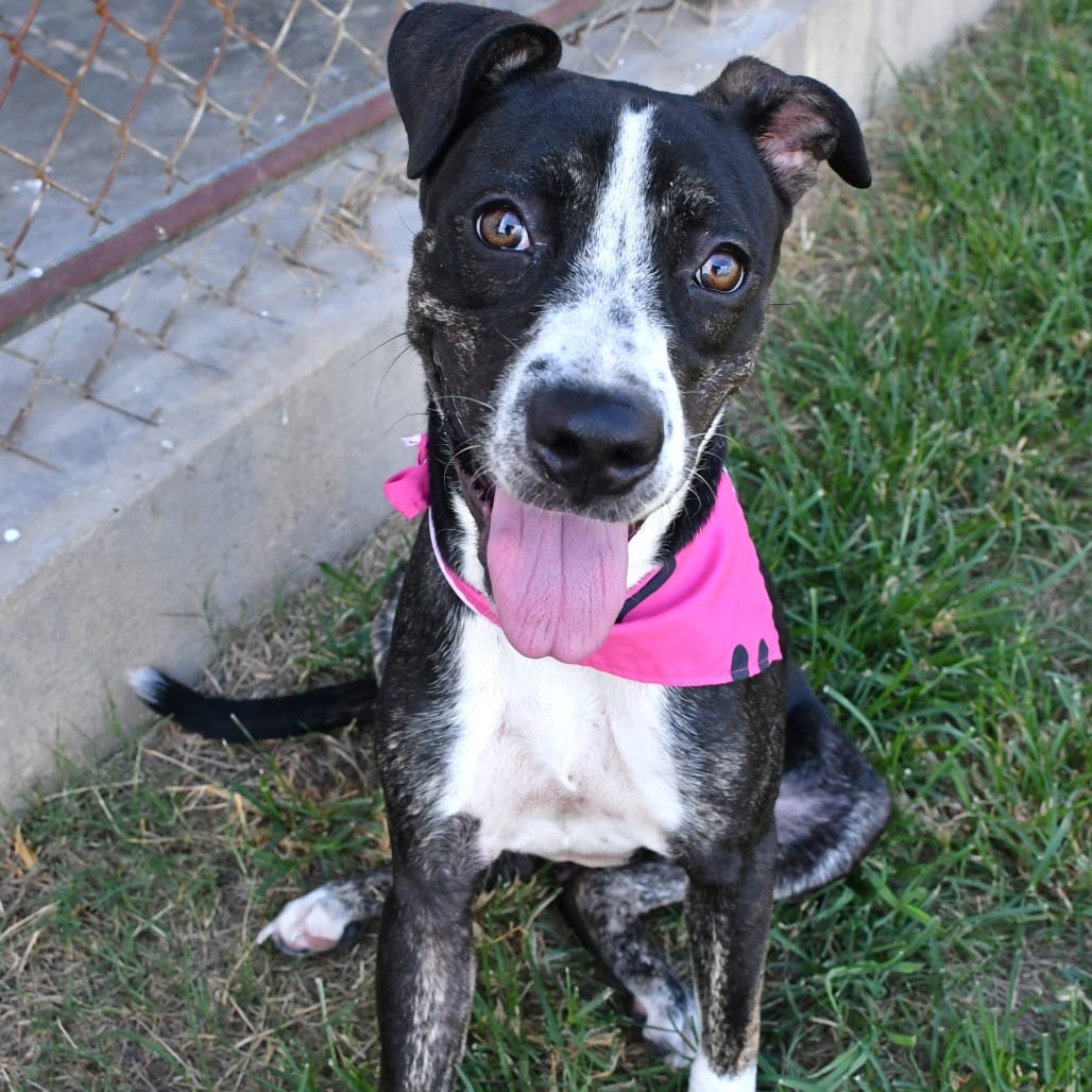 Photo of Madeline, adoptable Terrier, Pit Bull / Hound in Beaumont, Texas