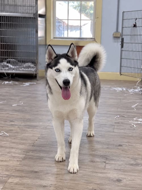 Photo of Luna, adoptable Husky in Murfreesboro, North Carolina