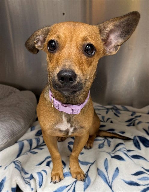 Photo of Gooseberry, adoptable Chihuahua in Naples, Florida