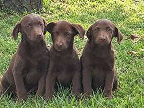 Photo of M&M Mindy, adoptable Chesapeake Bay Retriever in Chantilly, Virginia