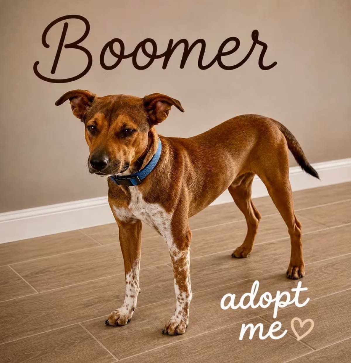 Photo of Boomer, adoptable Australian Cattle Dog/Mixed Breed (Medium) in Phoenix, Arizona