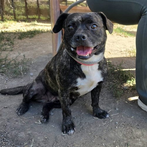 Photo of Gumbalina, adoptable Pug in Long Beach, California