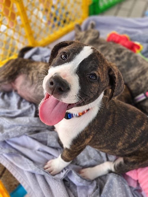 Photo of Massie ('Bama Bunch 2026), adoptable Pit Bull Terrier in Wenonah, New Jersey
