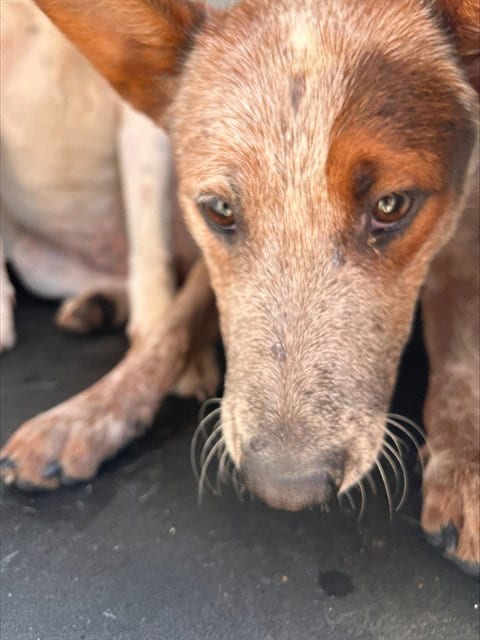 Photo of Tiger, adoptable Queensland Heeler in Bakersfield, California