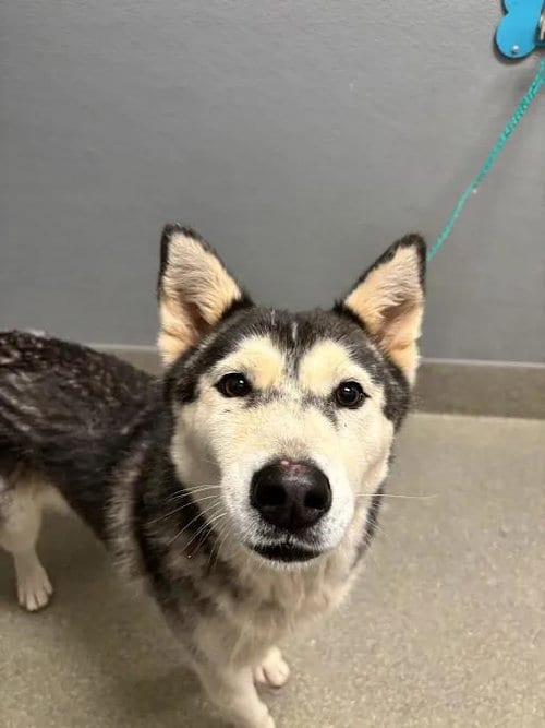 Photo of Tiny, adoptable Husky in Las Vegas, Nevada