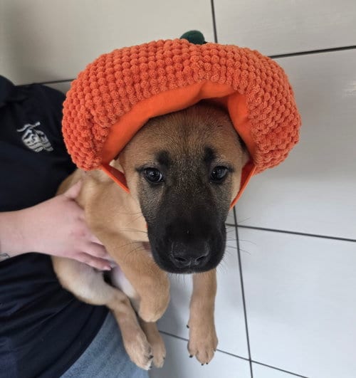 Photo of Harlow, adoptable Unknown breed in Rancho Santa Fe, California