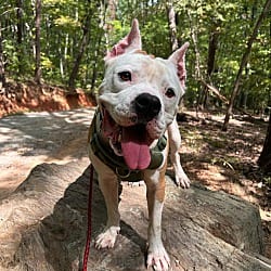 Photo of Hughie, adoptable American Bulldog in Liberty, South Carolina