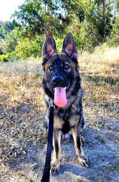 Photo of Thanos, adoptable German Shepherd Dog in Baltimore, Maryland