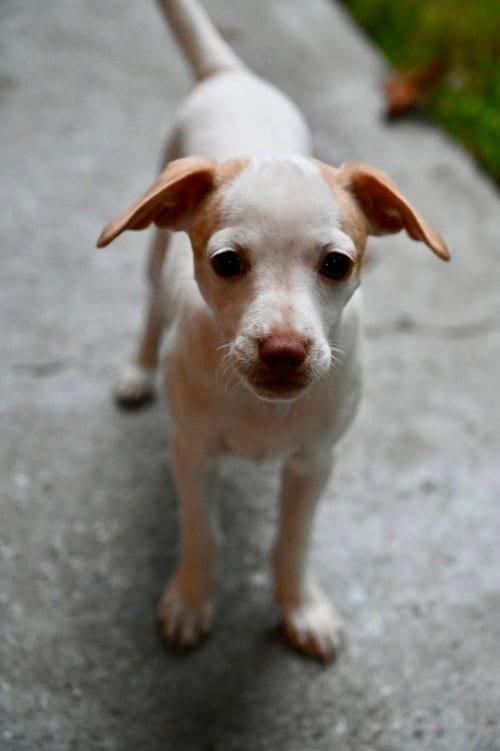 Photo of Gopher Prairie, adoptable Chihuahua in Wakefield, Rhode Island
