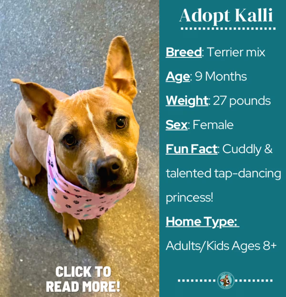 Photo of Kalli, adoptable American Pit Bull Terrier/Mixed Breed (Medium) in Metamora, Michigan