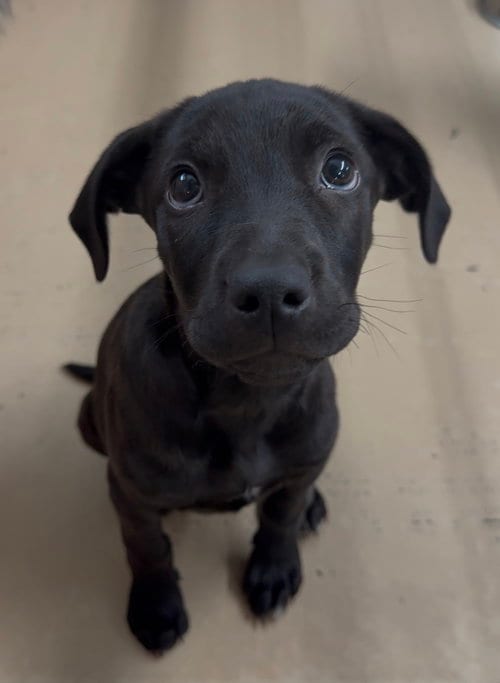 Photo of McFlurry, adoptable Unknown breed (short coat) in Yreka, California