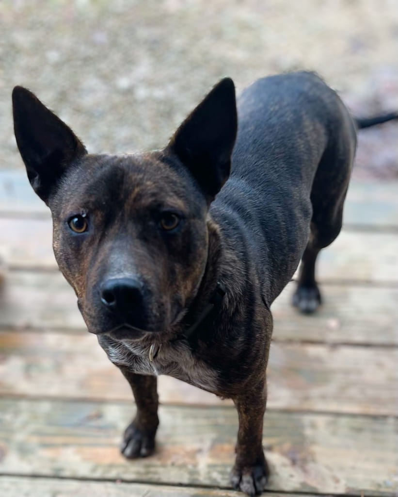 Photo of Rocket Man, adoptable Feist in Crossville, Tennessee