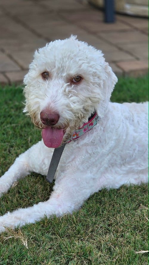Photo of Lena, adoptable Poodle (unknown type) in Greenville, South Carolina