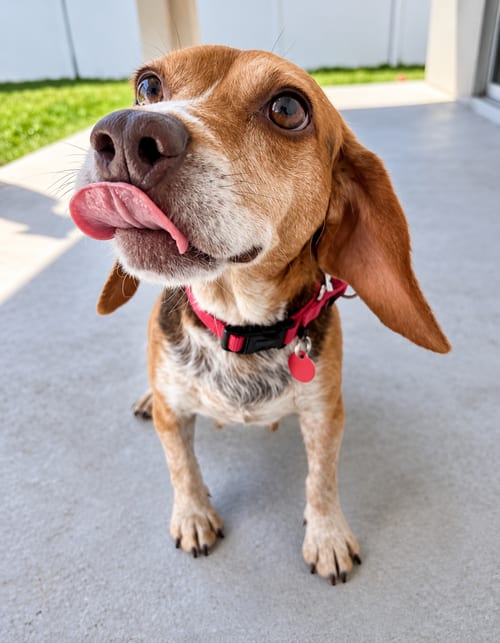 Photo of Asia, adoptable Beagle in Dunnellon, Florida
