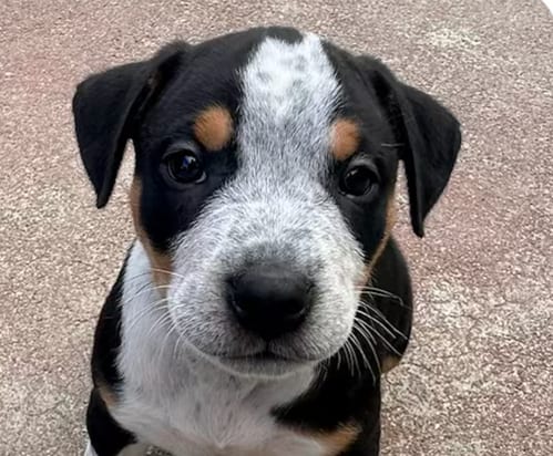 Photo of Biscuit, adoptable Rottweiler in San Ramon, California