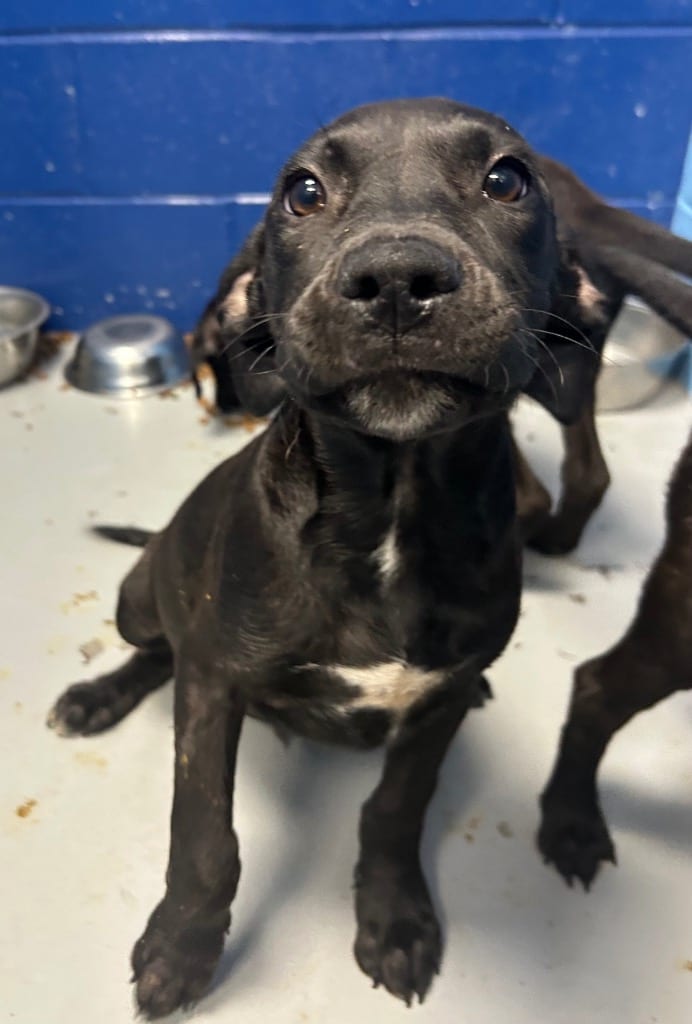 Photo of Loomis (Lx3), adoptable Labrador Retriever in Hartsville, South Carolina