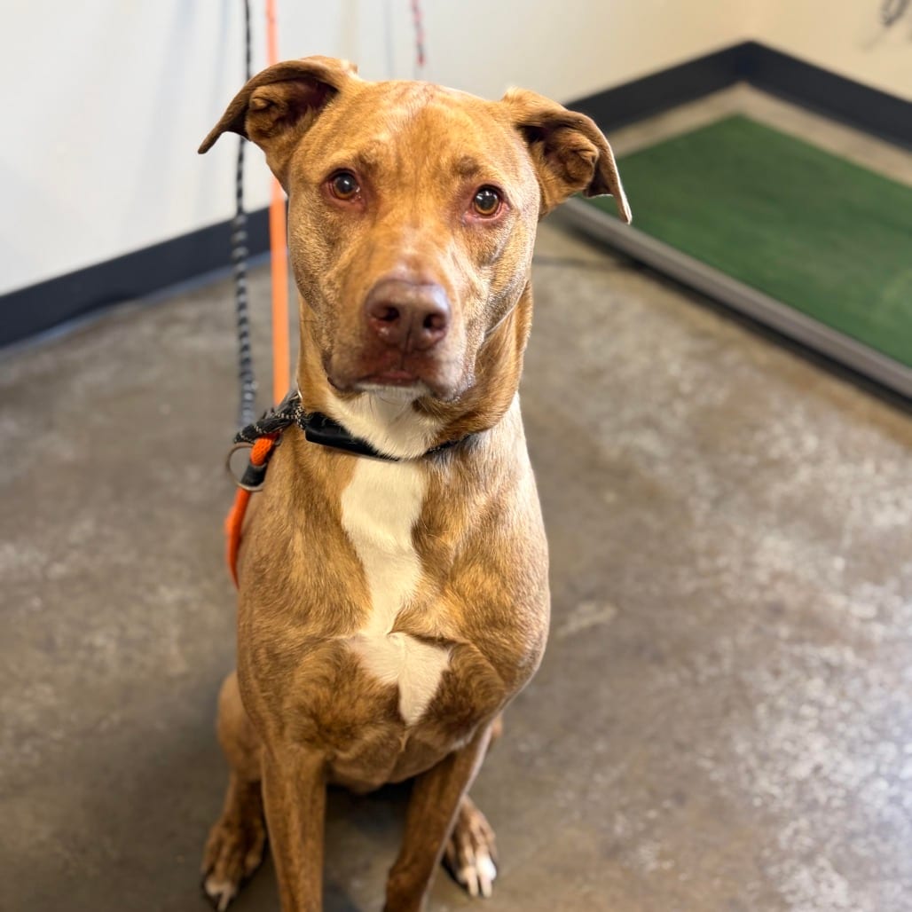 Photo of Reggie, adoptable Retriever, Labrador / Mixed Breed (Large) in St. Cloud, Minnesota