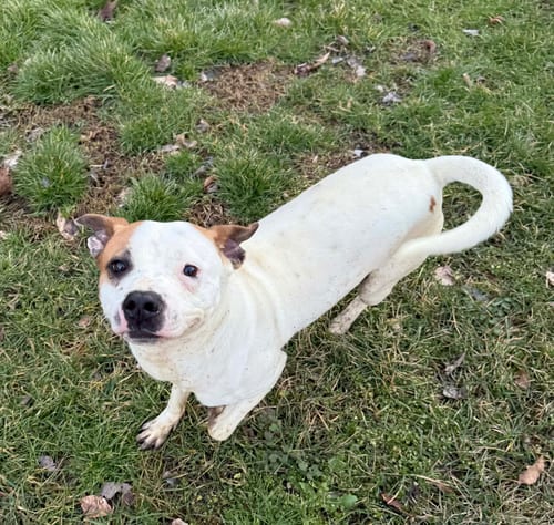 Photo of Miller, adoptable Boxer in Burnsville, Minnesota