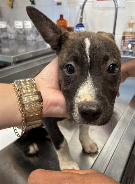 Photo of Nyla, adoptable Terrier in Haw River, North Carolina