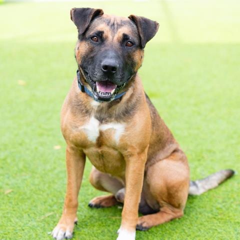 Photo of Crawford, adoptable Pit Bull Terrier in Camarillo, California
