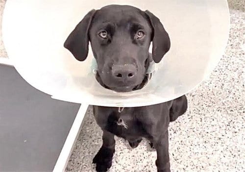 Photo of Jet, adoptable Labrador Retriever in Houston, Texas