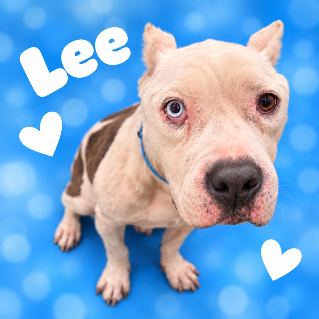 Photo of Lee, adoptable dog