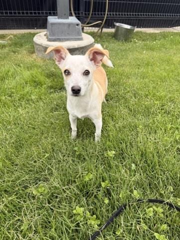 Photo of Peanut, adoptable Chihuahua in San Martin, California