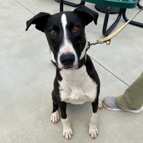 Photo of Duke, adoptable Pit Bull Terrier in Yreka, California