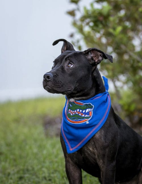 Photo of Moon, adoptable Unknown breed (short coat) in Gainesville, Florida