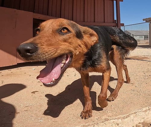 Photo of Cohen, adoptable Shepherd in San Tan Valley, Arizona