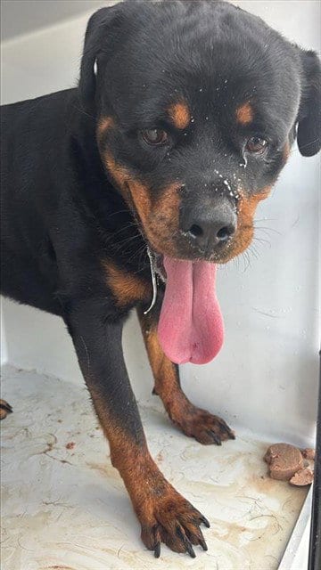 Photo of A661901, adoptable Rottweiler in Houston, Texas